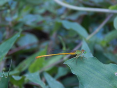 Ceriagrion coromandelianum