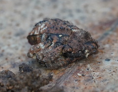 Exithius cariosus