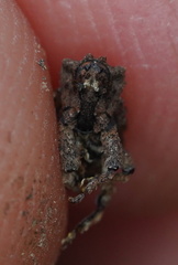 Exithius cariosus