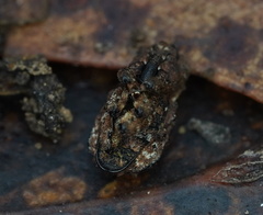 Exithius cariosus