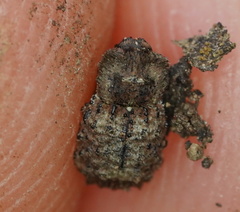 Exithius cariosus