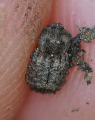 Exithius cariosus