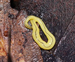 Fletchamia mediolineata