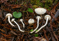 Cuphophyllus lawrencei