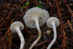 Cuphophyllus lawrencei