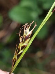 Carex sempervirens