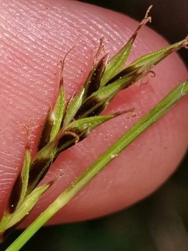 Image of Evergreen Sedge (Carex sempervirens) by (c) Ljaž, some rights reserved (CC BY)
