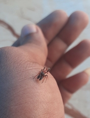 Myrmarachne melanocephala