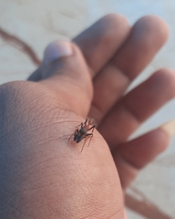 Myrmarachne melanocephala