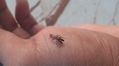 Myrmarachne melanocephala