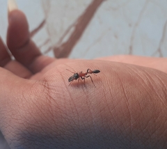 Myrmarachne melanocephala