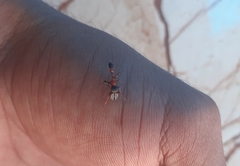 Myrmarachne melanocephala