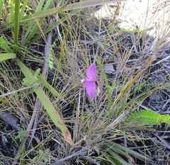 Polygala refracta