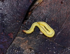 Fletchamia mediolineata