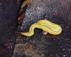 Fletchamia mediolineata