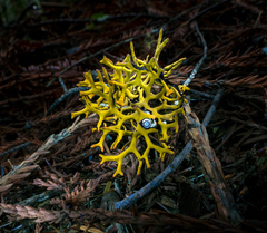 Hypogymnia inactiva