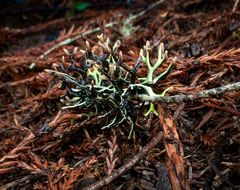 Hypogymnia inactiva