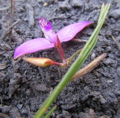 Polygala refracta