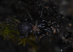 Hadronyche venenata