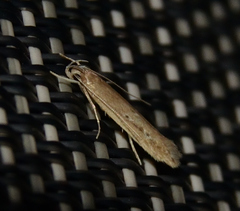 Limnaecia phragmitella