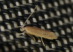 Limnaecia phragmitella