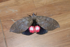 Phyllodes consobrina