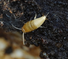 Australiatelura