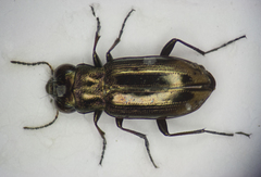 Notiophilus substriatus