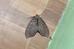 Phyllodes consobrina