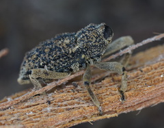 Poropterus antiquus