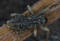 Poropterus antiquus