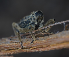 Poropterus antiquus