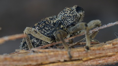 Poropterus antiquus