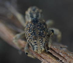 Poropterus antiquus