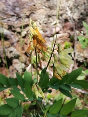 Lathyrus laevigatus occidentalis