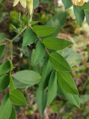 Lathyrus laevigatus occidentalis