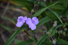 Tradescantia × andersoniana