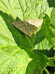 Polypogon tentacularia