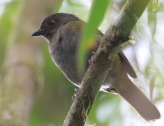 Chlorospingus semifuscus
