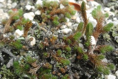 Selaginella sibirica