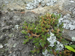 Selaginella sibirica