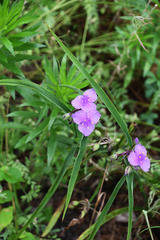Tradescantia × andersoniana