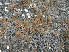 Selaginella sibirica