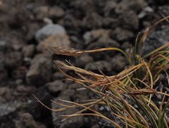 Carex nardina
