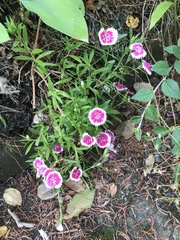 Dianthus plumarius