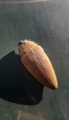 Steraspis amplipennis