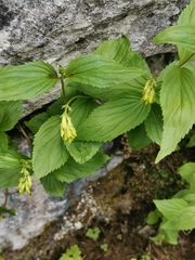 Paederota lutea