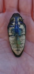 Steraspis amplipennis