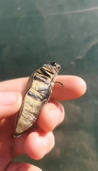 Steraspis amplipennis