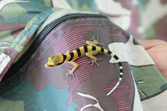 Cyrtodactylus lekaguli